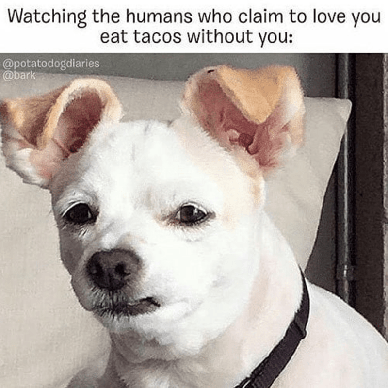 25 Hilarious Things Only Dog Owners Will Understand