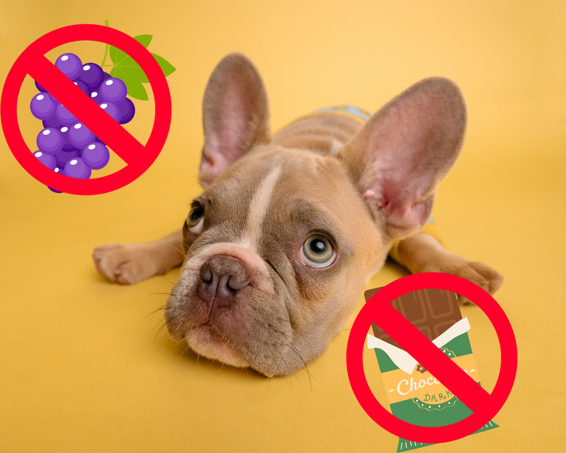 The 12 Most Dangerous Foods for Dogs