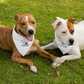 Malibu Dog Classic Bandana